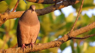 Oriental Turtle Dove | Bird Song