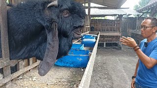 Sukses Cetak Kambing super jumbo hasil rekayasa inbereding | Simak juga comboran Samurai Farm