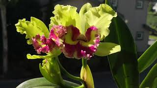 【赏花养花】超美卡特兰开花！cattleya chomthong green如何施肥｜卡特蘭開花如何施肥