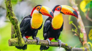 The Beauty of the Toucan Bird| Relaxing Nature Sounds| Exotic Birds| Stress Relief| Flycatcher| Calm