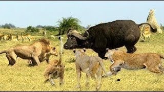 Buffaloes Fight Lion -  Wild Buffalo Stray Into The Lion's Territory And Receive Disastrous Results