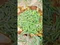 Best crops to grow in January and February |Ladyfinger(bhindi) farming || fertilizer, sprays, wateri