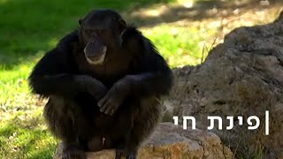 הנכד הפרוע והסבתא התומכת: הדרמה של משפחת השימפנזים