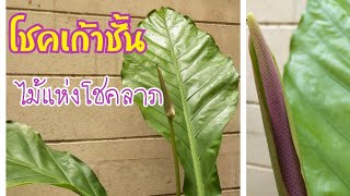 โชคเก้าชั้น/หน้าวัวใบ/Anthurium/ไม้มงคล/ฟอกอากาศได้ดี