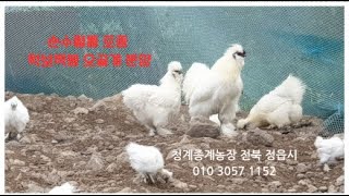 순수혈통  토종 턱보백봉 오골계 \u0026 청계 종계농장, 2025,,1,26,