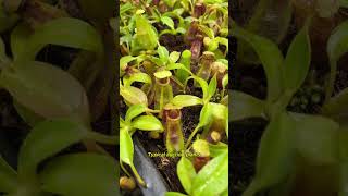 [Auction Item Short] BE-4642 | N. spathulata x ephippiata | New introduction #nepenthes