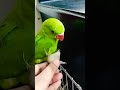 মিঠু আলু খেতে পছন্দ করে shorts pets funnyanimals birds cute