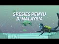 [INFOGRAFIK] Spesies Penyu Di Malaysia