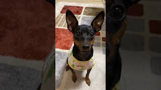 #vlog #ミニピン #ミニチュアピンシャー #犬のいる暮らし #犬のいる生活 #dog #犬 #犬動画 #犬好き #ピンシャー #休日の過ごし方 #休日vlog #shorts