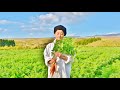 yaski farm 　Ｏrganic smile （有機人参編）