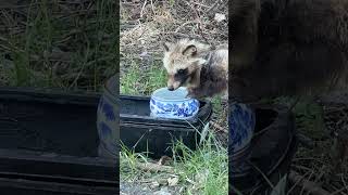 捻挫したタヌキ、陶器の水の前足を乗せて飲む