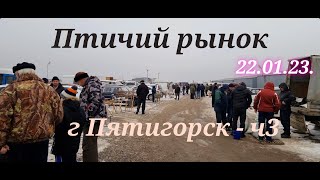 Pigeons prices Bird market, Pyatigorsk-ch3