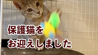 【保護猫が家にやってきた！#1】保護猫のトライアルを始めました。 Cat \