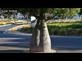 the unusual bottle tree of queensland australia amazing nature amazing tees on earth