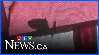 Increasing awareness about monarch butterflies
