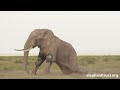 amboseli elephants speared bull treated