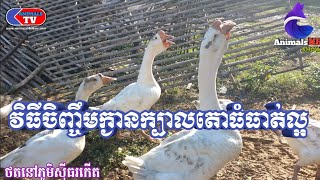 វិធីចិញ្ចឹមក្ងានក្បាលតោ How to raising lion goose in Sithor Farm 2022