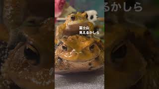 カエルの上にも三年🐸#frog #かえる #カエル #ミヤコヒキガエル #アズマヒキガエル #仲良し #富士山 #見晴らし #可愛い #アニマル