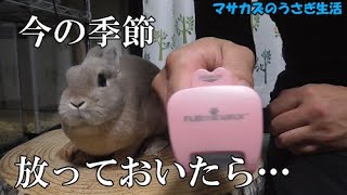 換毛期！うさぎの抜け毛が大量！ ファーミネーターで毛球症対策だ！