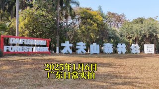 番禺大夫山森林公园，这里也有美丽的落羽杉 | Dafushan Forest Park | 2025年1月6日 | 广东日常实拍 #citywalk #guangzhou #chinatravel