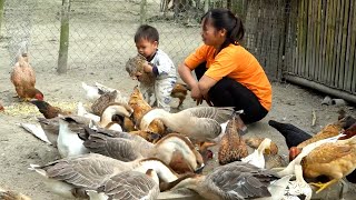 Single mother and children harvest cabbage garden, and take care of livestock.