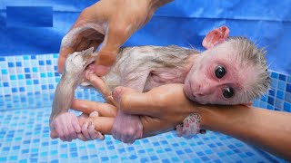 Baby monkey Obi is bathed and cared for by his dad