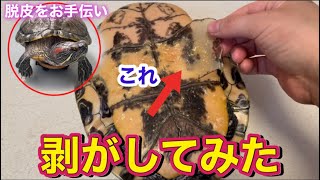 【ミドリガメ】甲羅の脱皮に密着(ミシシッピアカミミガメ)【Turtle🐢】