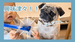 弟のおもちゃがきになる！！パグのおまめの毎日　Its OMAME The Pug