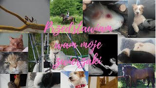 Przedstawiam wszystkie moje zwierzaki