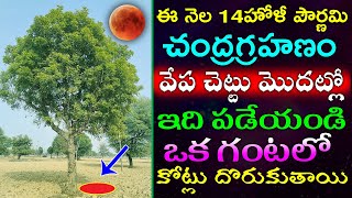 ఈ నెల 14 హోళీ పౌర్ణమి చంద్రగ్రహణం వేప చెట్టు మొదట్లో ఇది పడేయండి ఒక గంటలో కోట్లు దొరుకుతాయి