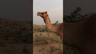 Camel eating bones in desert. Camel sounds of bone eating. #beautifulanimal #camelvideo
