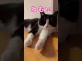 眠い＞甘えたい【よく寝る猫】 shorts