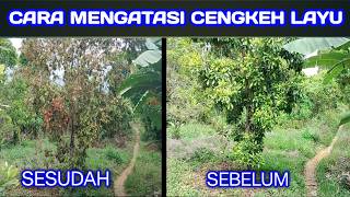 Penyebab dan Cara Mengatasi Tanaman Cengkeh Layu