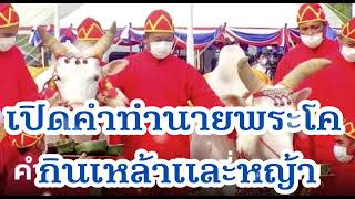 เปิดคำทำนาย ปี 2566 พระโค กินเหล้าและหญ้า