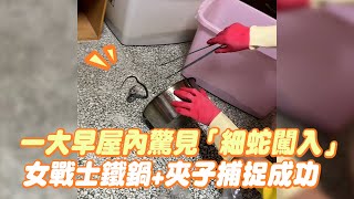 屋內驚見「細蛇闖入」😨女戰士拿鐵鍋＋夾子捕捉成功！｜野生動物｜黑眉錦蛇