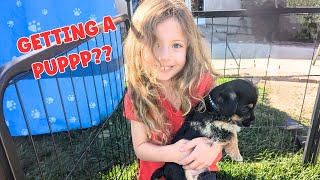 Layla Wants a Puppy!