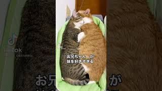 お兄ちゃんが好きすぎる妹猫さん