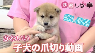 かわいい豆柴子犬の爪切り✨癒し動画！毎日ハッピーなまめしばおチビたちのブログ・vlog