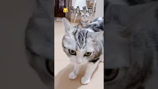 Funny Cats and Kittens Meowing Compilation Comedy  # 3 720p 30fps H264 192kbit AAC