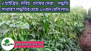 হাইব্রিড মরিচ চাষ গ্রিনহাউজে | এই পদ্ধতিতে মরিচ উৎপাদন হবে ১০ গুন |Morich Chas |কৃষি মাস্টার পর্ব ৩৬