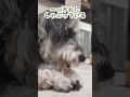 おもちゃの持ち手が気に入ったいぬ miniatureschnauzer schnauzer dog ミニチュアシュナウザー シュナウザー 犬のいる生活