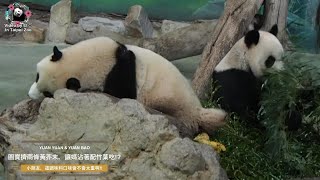 20220411 圓寶擠兩條黃芥末，讓媽沾著配竹葉吃！？ The Giant Panda Yuan Bao and Yuan Yuan