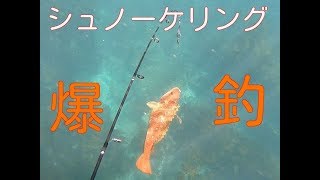 海で泳ぎながら魚釣り？見釣り泳ぎ釣り　関西お魚突き103