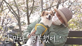 우리 강아지를 떠나보내려 합니다. ㅣI’m Saying Good Bye To My Dog…