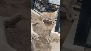 廿日👀㊷ホワイトライオン・白獅子・リズムちゃん♥White_Lion・・・沖縄こどもの国・Okinawa Zoo \u0026 Museum(20220120)