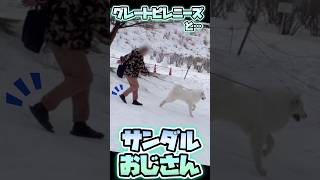 【絶対NG!?】グレートピレニーズと雪とサンダルおじさん🐻‍❄️⛄️🩴💦　#shorts