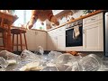 Tobi's Hilarious Kitchen Adventure || #cat  #shortvideo #kitten #funny 😹🐈