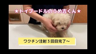 ワクチン注射３回目完了〜 ★トイプードルのうめ吉くん（64日目)★