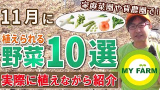 11月に種まき・苗植えできる野菜10選！植え方も紹介します｜初心者向け菜園ムービー