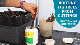 Rooting Figs the Easy Way!